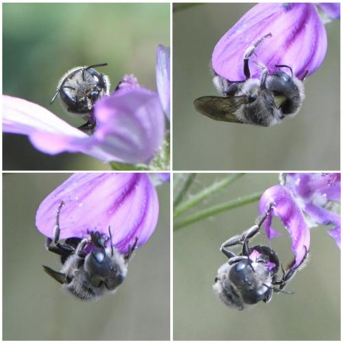 Hoplitis cristatula